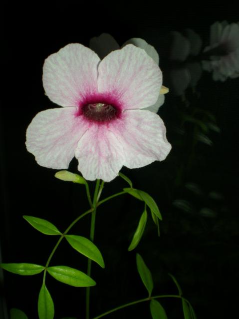 Name:  iekDSCN9578_tn.jpg
Views: 1443
Size:  22.9 KB