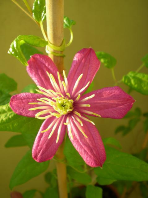 Name:  iekDSCN9582_tn.jpg
Views: 1110
Size:  32.5 KB