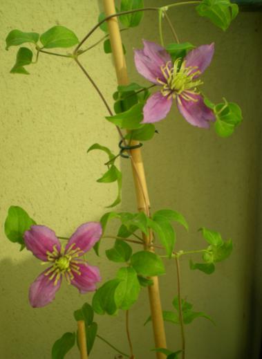 Name:  CLMTSDSCN9526_tn.jpg
Views: 896
Size:  22.8 KB