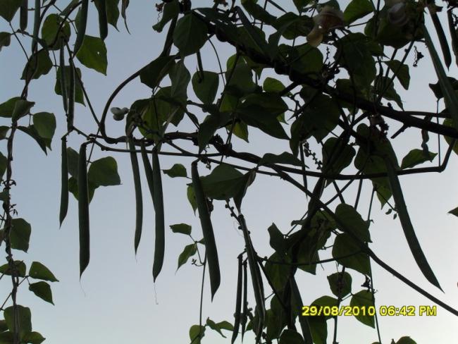 Name:  038.jpg
Views: 1292
Size:  57.1 KB