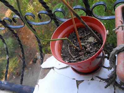 Name:  Image00005.jpg
Views: 924
Size:  51.1 KB