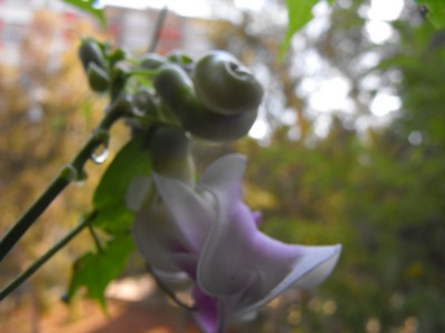 Name:  Image00003.jpg
Views: 903
Size:  30.0 KB