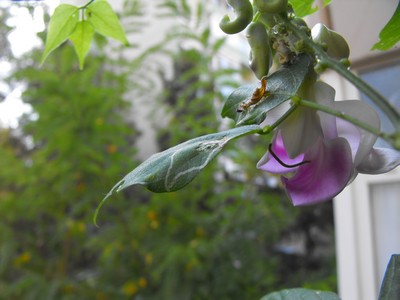 Name:  Image00002.jpg
Views: 916
Size:  34.9 KB