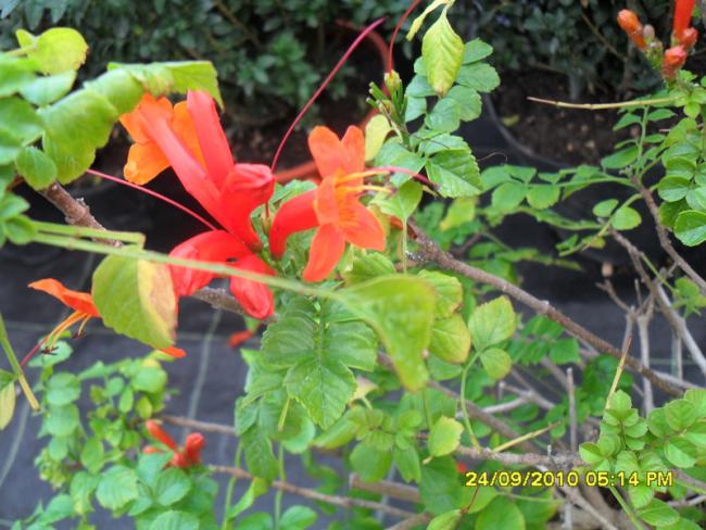Name:  025.jpg
Views: 2311
Size:  57.6 KB