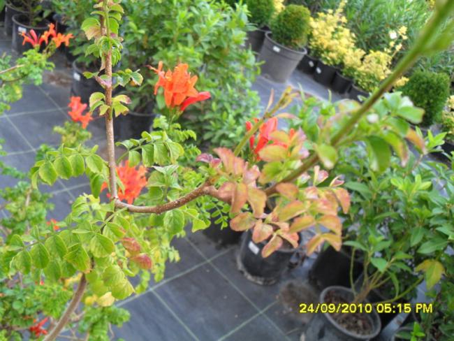 Name:  029.jpg
Views: 2335
Size:  63.4 KB