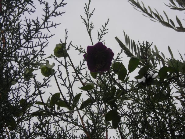 Name:  DSCN3466.jpg
Views: 764
Size:  72.0 KB