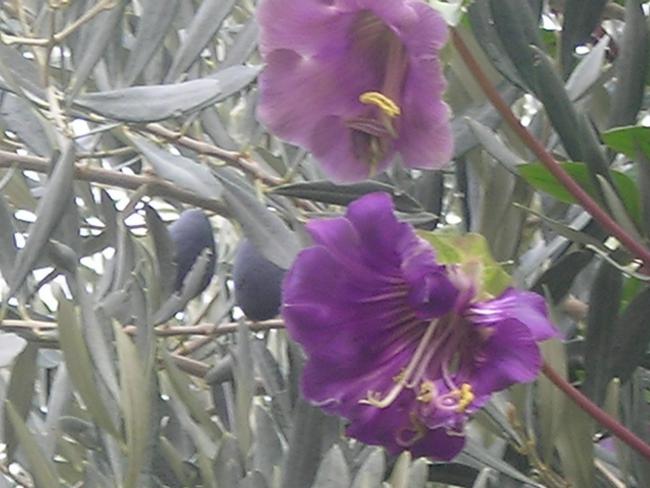 Name:  DSCN3476.jpg
Views: 772
Size:  46.4 KB