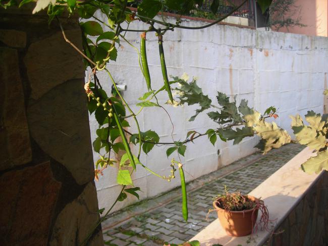 Name:  DSCN3659.jpg
Views: 1225
Size:  52.0 KB