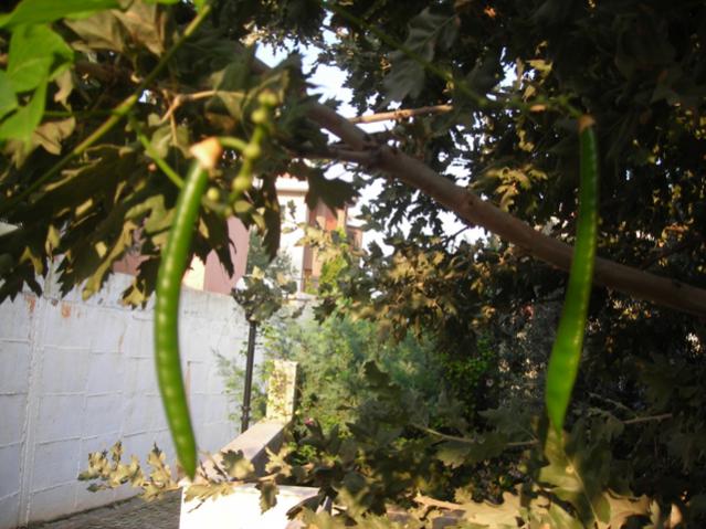 Name:  DSCN3658.jpg
Views: 1543
Size:  56.9 KB