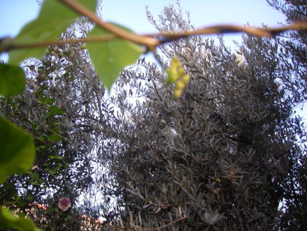 Name:  DSCN3661.jpg
Views: 1258
Size:  71.3 KB