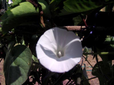 Name:  6_Agustos 050.JPG
Views: 2984
Size:  56.8 KB