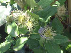 Name:  8Austos 003.JPG
Views: 3943
Size:  51.1 KB
