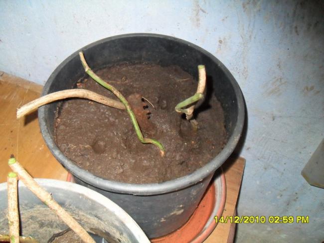 Name:  085.jpg
Views: 1114
Size:  44.5 KB