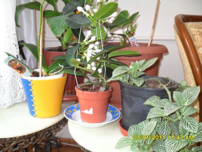 Name:  032-1.jpg
Views: 2582
Size:  57.4 KB