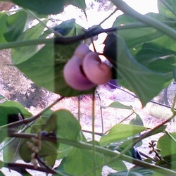 Name:  sellukaa.jpg
Views: 1906
Size:  66.7 KB
