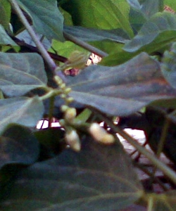 Name:  selluka2.jpg
Views: 1946
Size:  67.4 KB