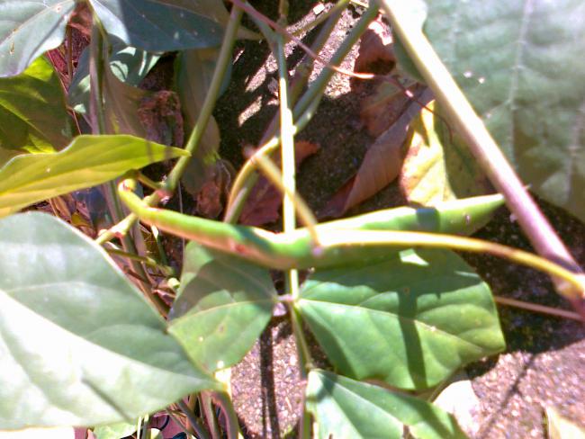 Name:  04122010056.jpg
Views: 829
Size:  53.3 KB