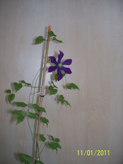 Name:  climatis01.bmp.jpg
Views: 928
Size:  42.8 KB