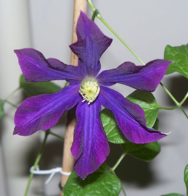 Name:  climatis02.bmp.jpg
Views: 892
Size:  49.7 KB