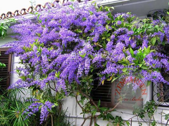 Name:  QUEENSWREATHS1.jpg
Views: 12879
Size:  73.5 KB