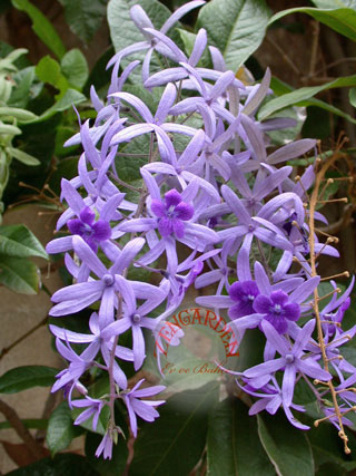 Name:  QUEENSWREATHC7.jpg
Views: 7731
Size:  51.0 KB
