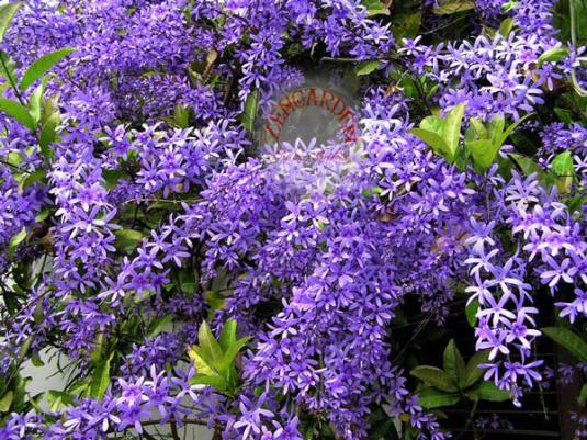 Name:  QUEENSWREATHS4.jpg
Views: 7912
Size:  73.9 KB