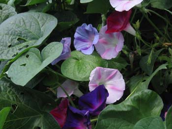 Name:  23Austos 002.JPG
Views: 2661
Size:  57.4 KB