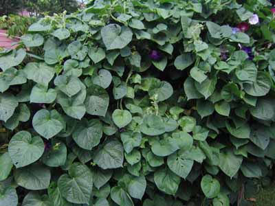 Name:  23Austos 003.JPG
Views: 2671
Size:  66.1 KB