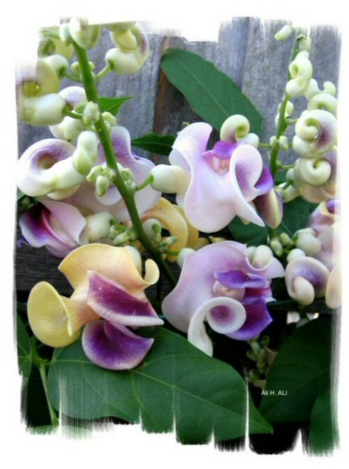 Name:  004.JPG
Views: 4525
Size:  66.5 KB