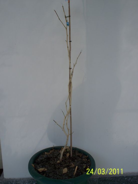 Name:  omr.murraya01.jpg
Views: 2278
Size:  34.8 KB