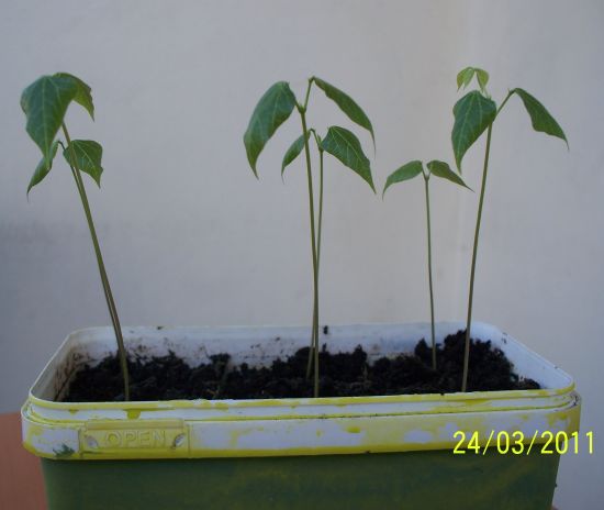 Name:  omr.selluka01.jpg
Views: 737
Size:  24.3 KB