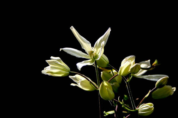 Name:  armandii2.jpg
Views: 730
Size:  47.9 KB