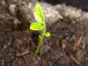 Name:  nisan 10 058.JPG
Views: 984
Size:  45.5 KB