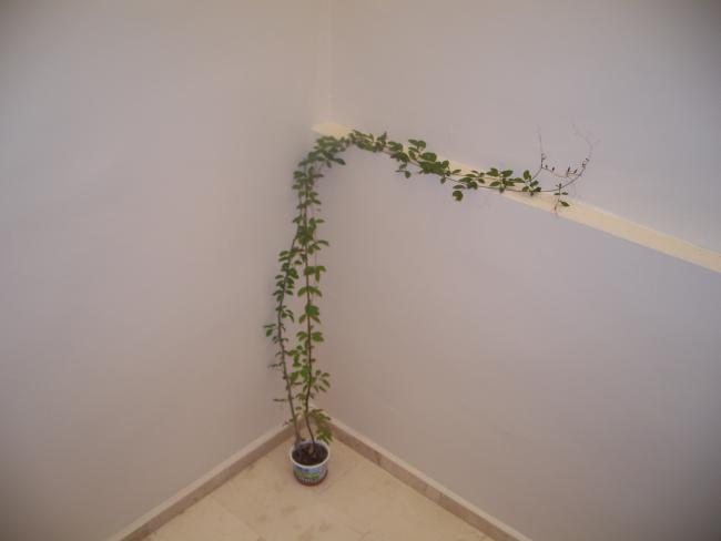 Name:  100_2584.jpg
Views: 2201
Size:  14.4 KB