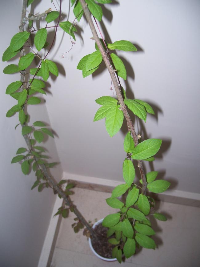 Name:  100_2614.jpg
Views: 1899
Size:  52.5 KB
