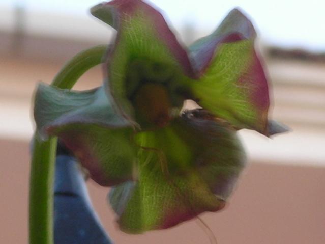 Name:  DSCN4755.jpg
Views: 2046
Size:  23.6 KB