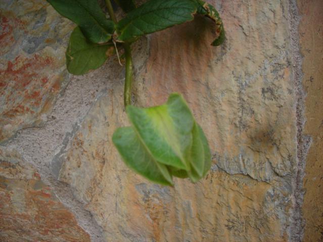 Name:  DSCN4913.jpg
Views: 2053
Size:  45.0 KB