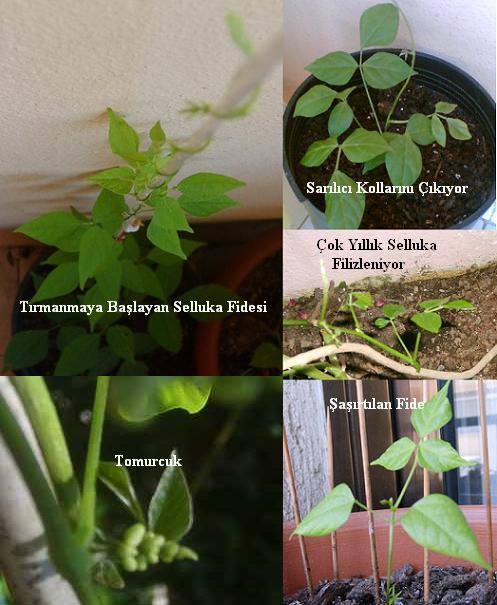 Name:  Selluka geliim.JPG
Views: 10284
Size:  61.0 KB