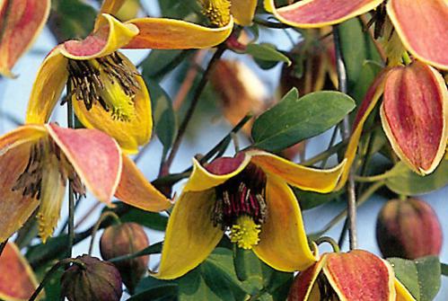 Name:  clematis_my_angel.jpg
Views: 1290
Size:  39.3 KB