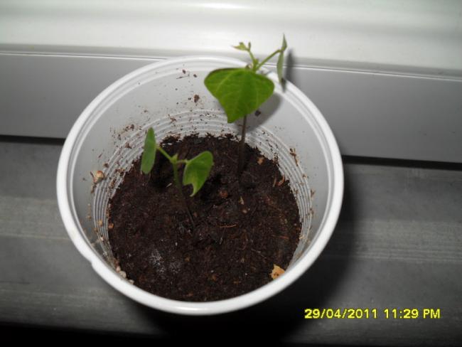 Name:  034.jpg
Views: 957
Size:  32.5 KB