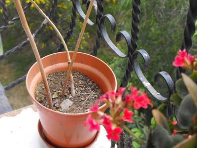 Name:  DSCF3704.jpg
Views: 1044
Size:  48.4 KB