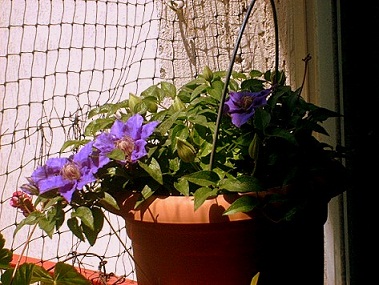 Name:  S6307960.JPG
Views: 695
Size:  68.3 KB