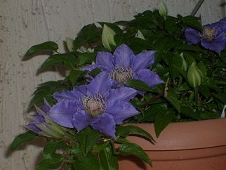 Name:  S6307955.JPG
Views: 694
Size:  68.3 KB