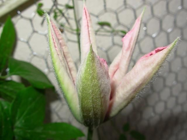 Name:  DSCN2548.jpg
Views: 914
Size:  35.7 KB
