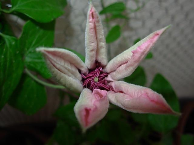 Name:  DSCN2633.jpg
Views: 915
Size:  32.8 KB