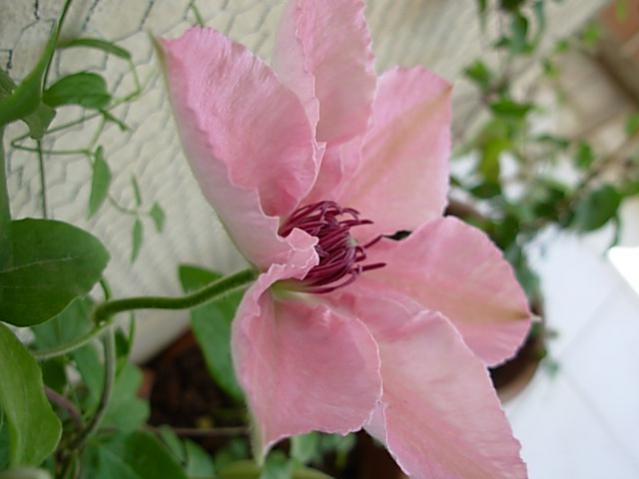 Name:  DSCN2634.jpg
Views: 725
Size:  31.3 KB