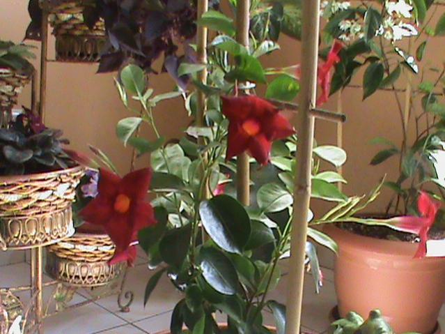 Name:  DSC00296.jpg
Views: 2527
Size:  55.2 KB