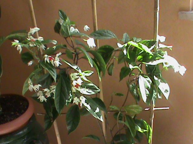 Name:  DSC00298.jpg
Views: 2076
Size:  42.3 KB