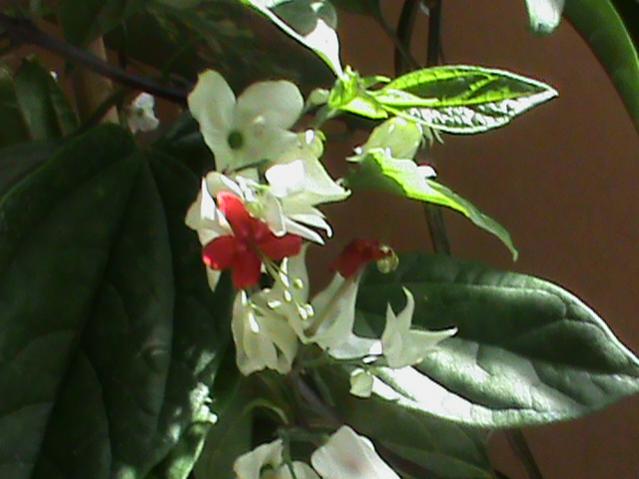 Name:  DSC00299.jpg
Views: 2085
Size:  35.6 KB