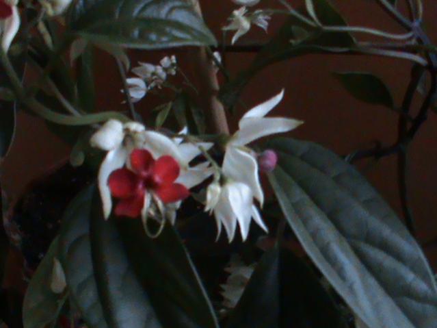 Name:  DSC00291.jpg
Views: 1951
Size:  29.2 KB